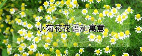 小菊花花語|小菊花花语和寓意